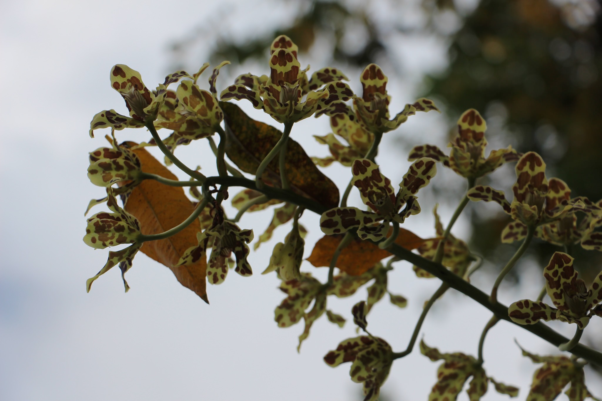 Epidendrum veroscriptum